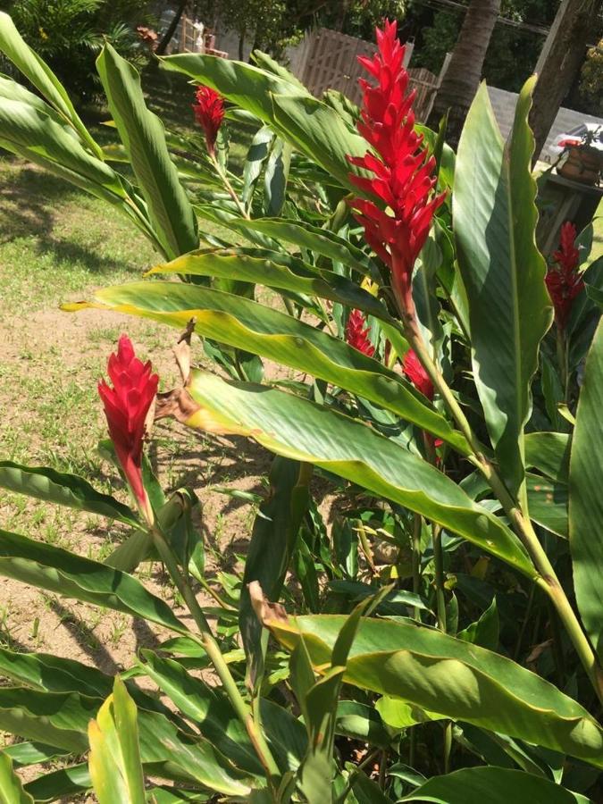 Casa De Praia Em Pauba Perto De Cachoeira E 5Min De Maresias Villa Eksteriør bilde